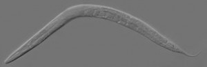 C Elegans. Courtesy of Wikimedia.