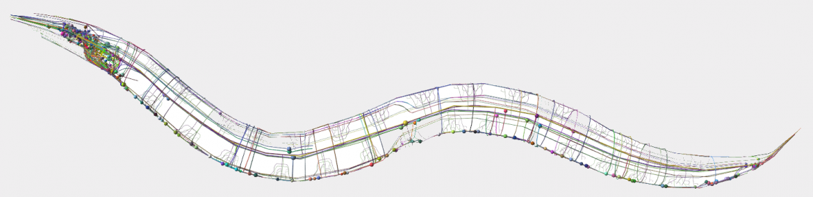 c elegans neurons map